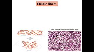 Fibrous proteins Biochemistry [upl. by Daffodil]