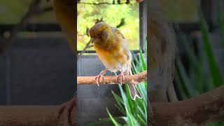 Enjoy Like and Share  Aviary Birds  Finch Aviary  Canary Aviary  Bird Aviary  Aviary  aviary [upl. by Acissj]