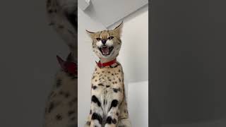 Serval cat meowing and hissing 🥰Leona cat cat savannahcat serval meow asmr [upl. by Nirahs]