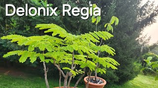 Planters Choice Bonsai Starter Kit  Flame tree and much more [upl. by Akinajnat511]