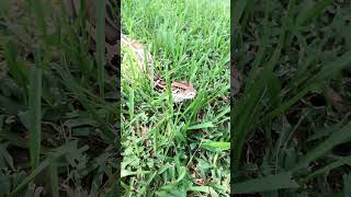 BURMESE Python handling outside reptiles burmesepythons [upl. by Yaras631]