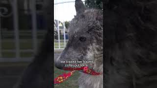 This rescued dog will break your heart and then will give you HOPE Full video wwwHopeForPawsorg [upl. by Peppy]