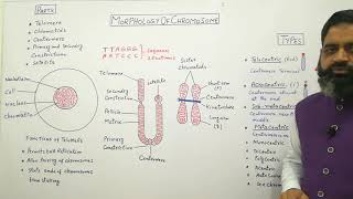 Morphology of chromosomes English medium profmasoodfuzail Structure of Chromosome [upl. by Alleroif]