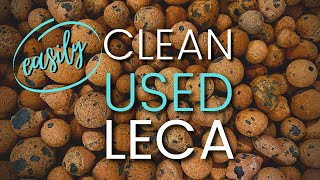 How To Clean USED LECA easy and effective method [upl. by Laing432]