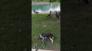 I’m not scared of geese beagle geese hissing dog goose [upl. by Lebanna]