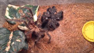 Lasiodora parahybana molting [upl. by Senn734]