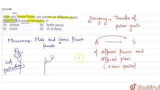 Male and femal flowers are present on different plants dioecious to ensure xenogamy in  12 [upl. by Rheta195]