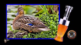 Foiles Migrators  Timber Rattler Duck Call single reed [upl. by Wagshul]