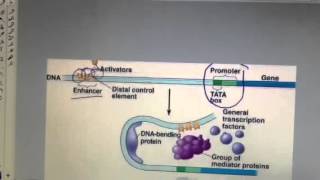 Enhancers and activators for eukaryotic gene regulation [upl. by Enirolf]