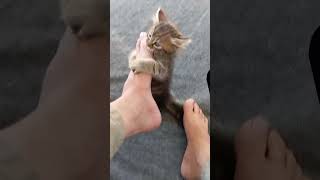 Fighting cat cute baby kitten cat nation  sin biscuits cat funny [upl. by Nelyt]