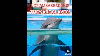 They are slaves of the greedy dolphinarium Industry read description [upl. by Clementine]