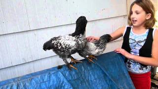 Cochin x Easter Egger Backyard Chickens [upl. by Bradshaw]