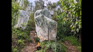 Netting Fruit Trees [upl. by Ymot18]