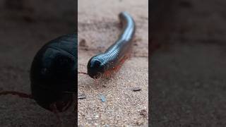 Millipede ❌ Train shorts wildlife photography [upl. by Gautier592]