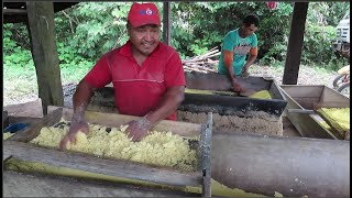 ASSIM É UMA INDUSTRIA DE FARINHA PARAENSE  FARINHA DE MANDIOCA BRAVA  FARINHA PURA DA ROÇA [upl. by Atnuahc38]