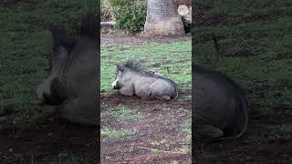 This warthog and meerkat are the real life Timon and Pumbaa Shorts [upl. by Pippa]