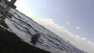 Manatee spotted in Orange Beach AL [upl. by Ag]