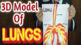 3D model of lungsworking model of lungslungs 3d modeleverything for you [upl. by Dahsar]