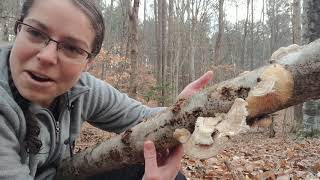 How to ID gilled polypore mushrooms Trametes betulina [upl. by Carly]