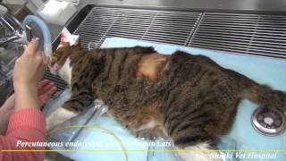 Percutaneous endoscopic gastrostomy in cats [upl. by Oivlis]