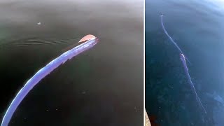 Two Rare Oarfish Seen Swimming In Japan [upl. by Eniledgam]