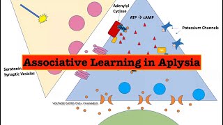 Biochemical processes underlying associative learning in Aplysia [upl. by Liebowitz]