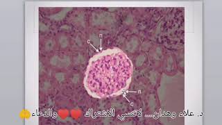 Practical epithelial cells 4 [upl. by Gathers]