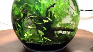 12 liter planted guppy bowl first water change and some trimming [upl. by Anemaj]