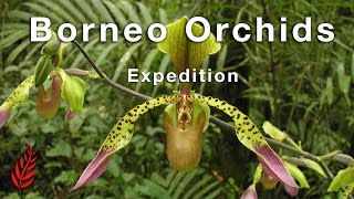 Borneo Orchids Expedition [upl. by Leidag]