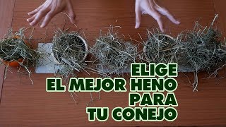 HENO PARA CONEJOS 🌱 Elige EL MEJOR HENO para tu conejo [upl. by Abramson]