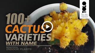 100 Types of Cactus with Names  Beautiful Indoor Cactus amp Succulents [upl. by Kidd851]