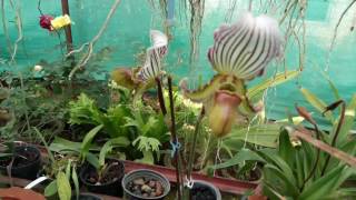 Paphiopedilum fairrieanum [upl. by Rayham]