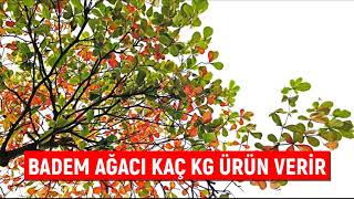 Badem Ağacı Kaç Kg Badem Verir [upl. by Gwennie]