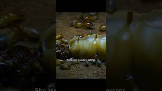 Termite Queen  Natures Ultimate Egg Factory 🐜👑 shorts nature termite [upl. by Mcknight]