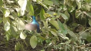 Cinnyris venustus falkensteini  suimanga variable variable sunbird [upl. by Ynogoham]