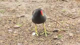 Moorhen running away from me [upl. by Misha]