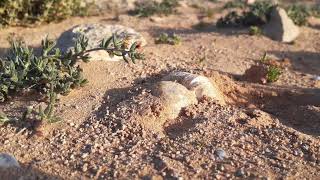 Terfeziaceae Desert truffles in Egypt [upl. by Iroj]