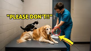 Blind Dog Was About To Be Euthanized But Then His Cat Friend Stopped The Vets [upl. by Los]