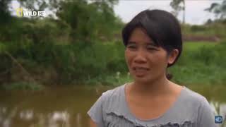 “LOLONG” THE BIGGEST CROCODILE IN THE WORLD DOCUMENTARY NATIONAL GEOGRAPHIC WILD HD 2023 [upl. by Sehguh886]