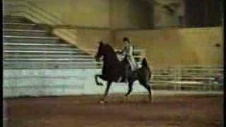 Artificial Gaits of Horses [upl. by Demeter]