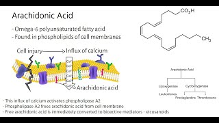 Arachidonic Acid Metabolic Pathways [upl. by Jo Ann148]