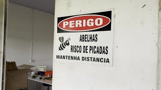 Produção de Abelhas Rainhas Veja Como Faço no Meu Laboratório [upl. by Aicilaanna]