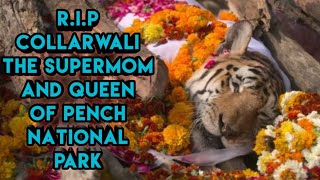 The True Story Of Rise And Fall Of Collarwali Tigress in Hindi। RIP 🙏🙏 Collarwali The Supermom। [upl. by Tihor]