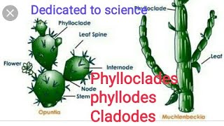 Phylloclades phyllodes cladodes with examples [upl. by Anon730]