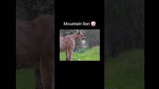 Animals funny video tiger cheetah funny shorts viralvideo trending [upl. by Caressa]