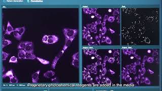 Syncell Microscoop demo spatial proteomic discovery of stress granules [upl. by Nerwal]