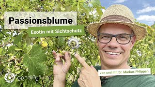 Passionsblume  exotische Kletterpflanze am Maschendraht  gardify Tipps [upl. by Rehpotsirahc57]