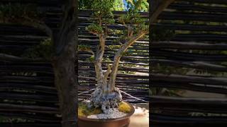 40YearOld Wild Olive Bonsai by Rowan Dent Olea Europaea subsp Africana Bonsai BonsaiArt [upl. by Naujyt]