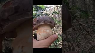 Boletus Pinicola primavera 2024 [upl. by Caryl]