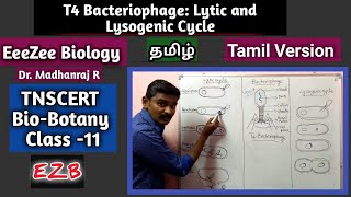 Lytic and Lysogenic Cycle  T4 Bacteriophage  Tamil Version [upl. by Maxima]